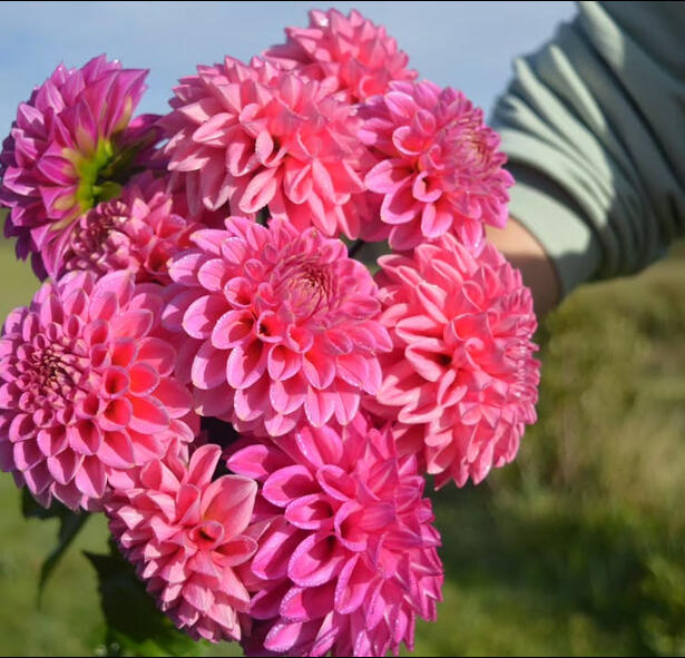 Petal and Sheaf